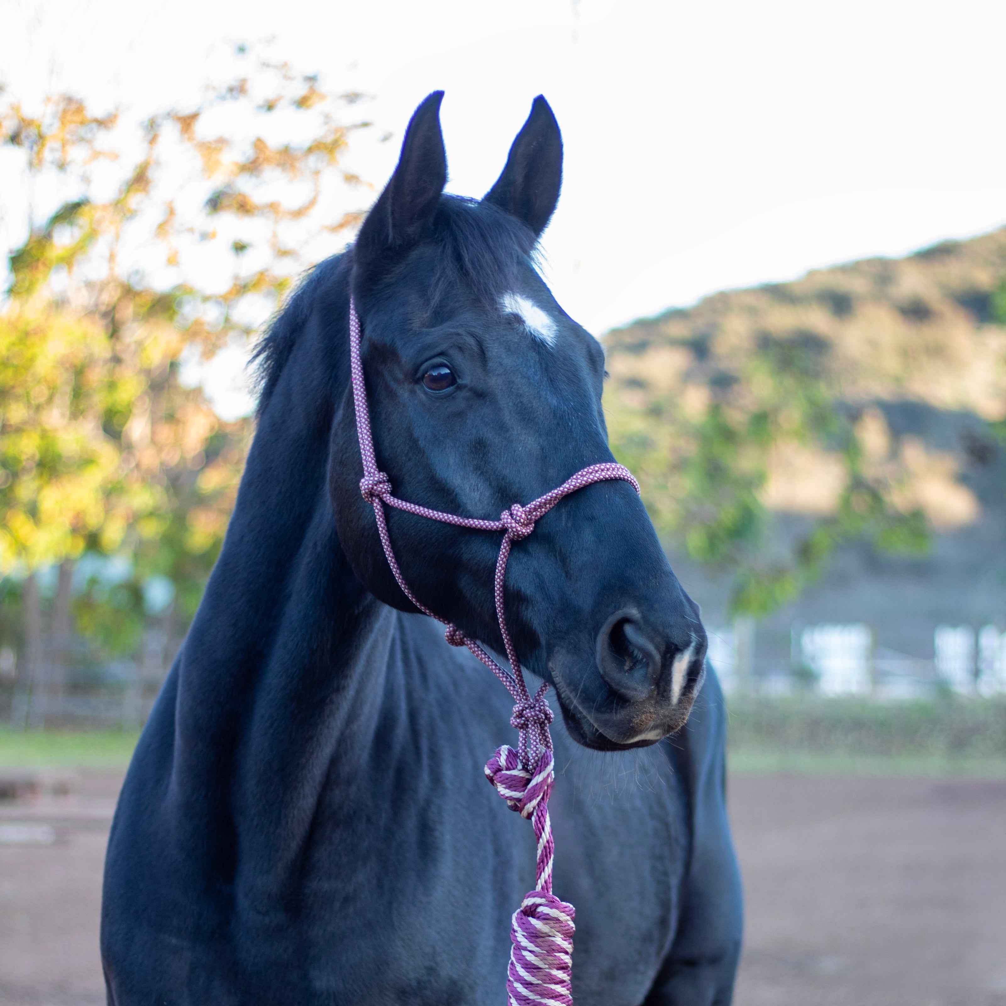 Arma Rope Halter & Lead Set - Burgundy/Tan