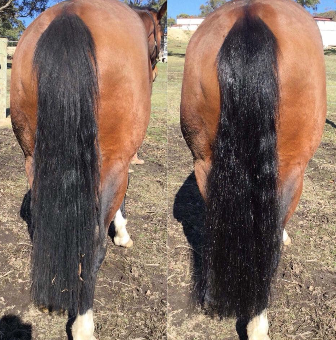 Hairy Pony 2 in 1 Detangler and Shine Spray
