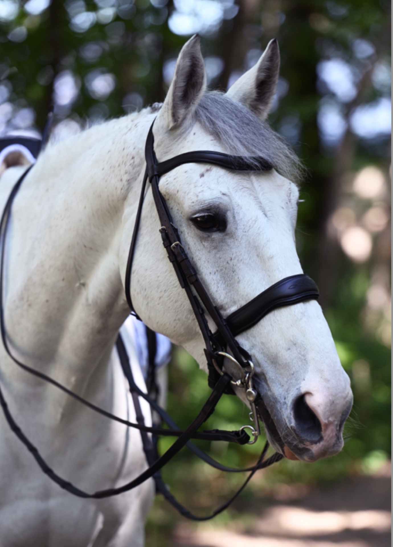 Gee Gee Equine Antares Signature Bridon Dressage Bridle