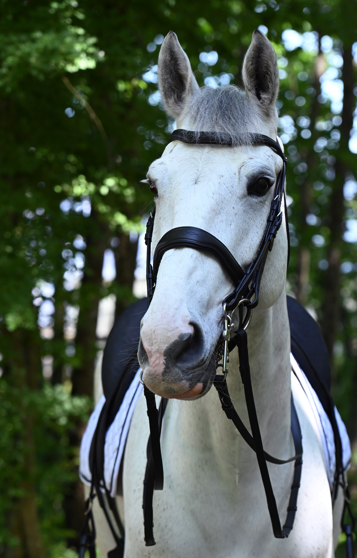 Gee Gee Equine Antares Signature Bridon Dressage Bridle