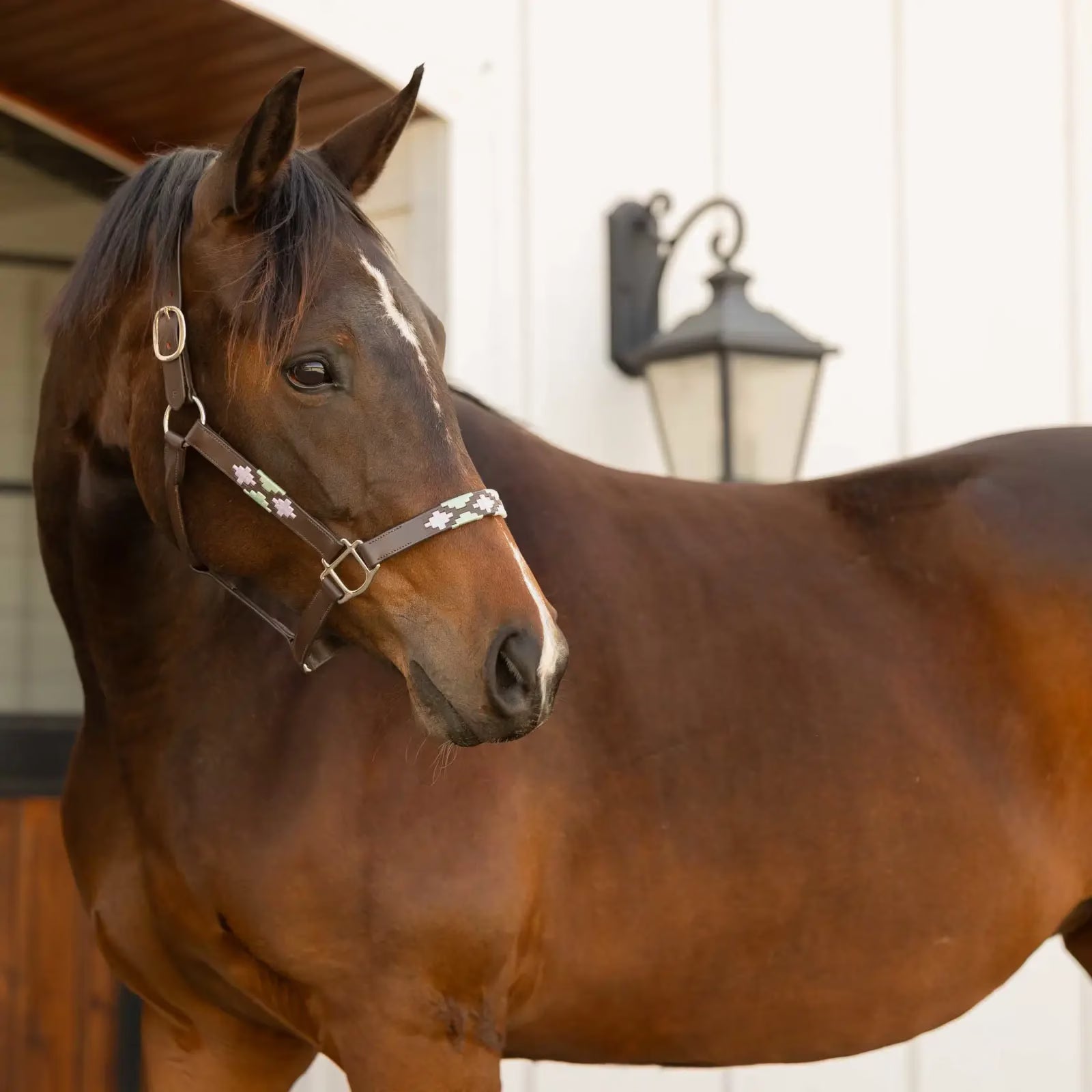 Equinavia Siri Polo Leather Halter