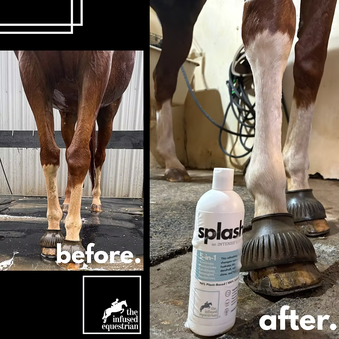 The Infused Equestrian Splash. An Intesifying Shampoo