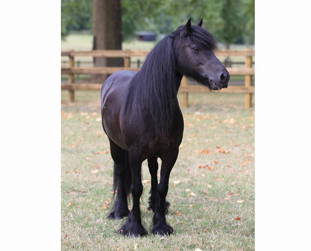 Breyer Carltonlima Emma