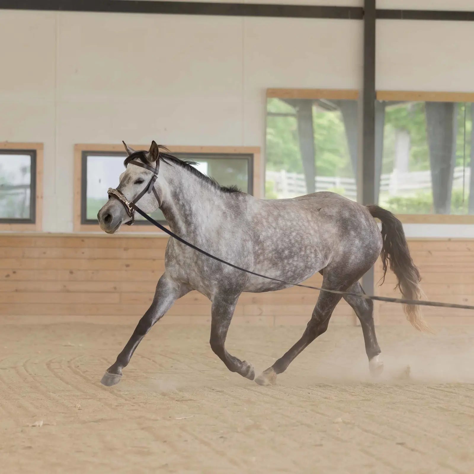 Equinavia Saga 25 Feet Lunge Line - Brown/Navy