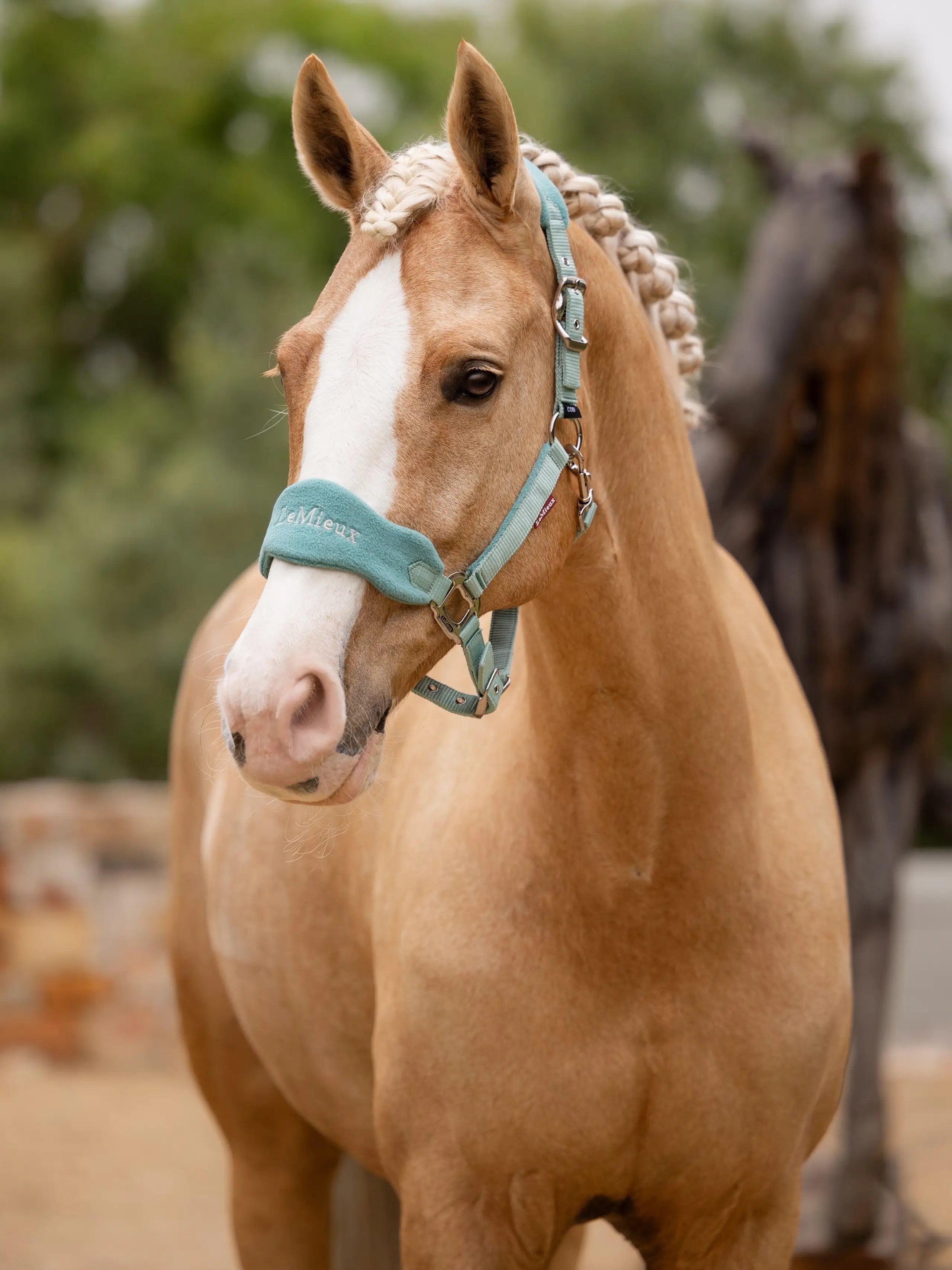 LeMieux Vogue Halter & Leadrope