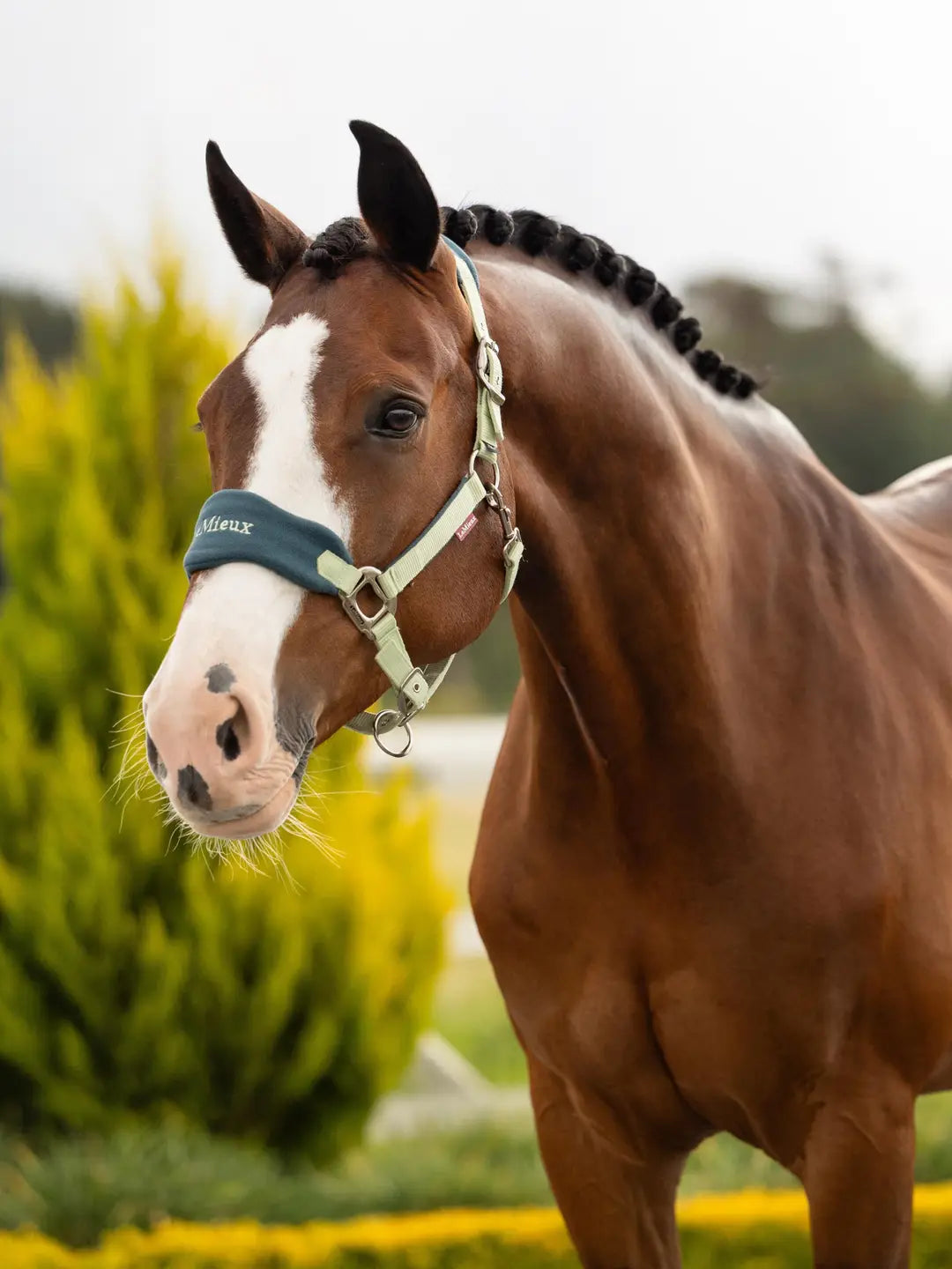 LeMieux Vogue Headcollar & Leadrope - Macaron