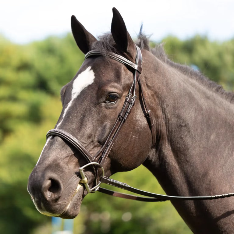 Equinavia Saga Fancy Stitched Hunter Bridle & Reins Cob