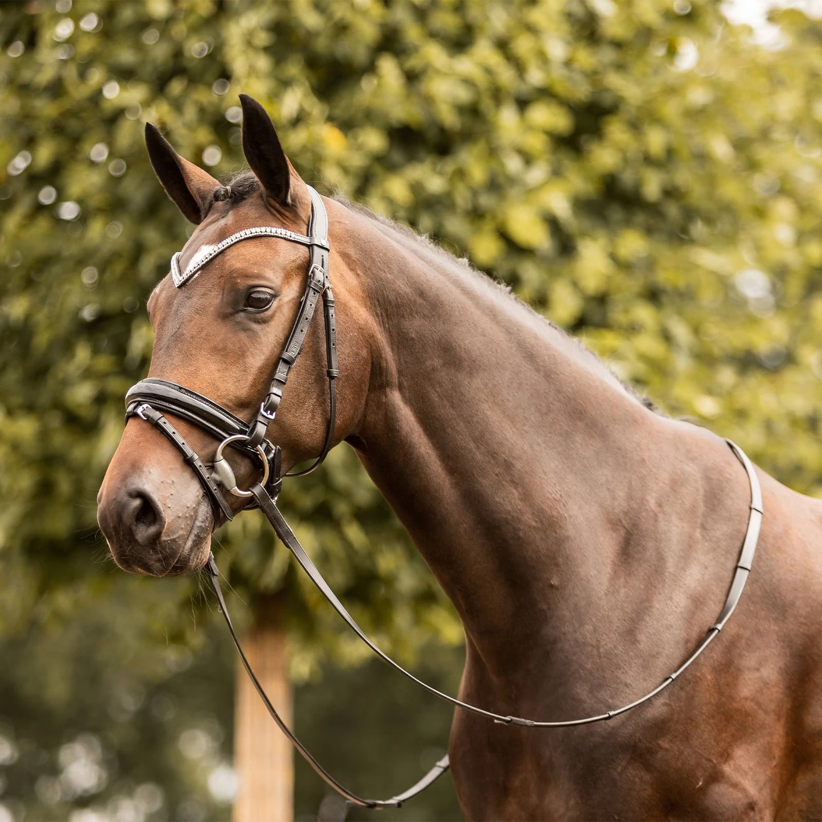Horze Grayson Classic Dressage Ergonomic Bridle