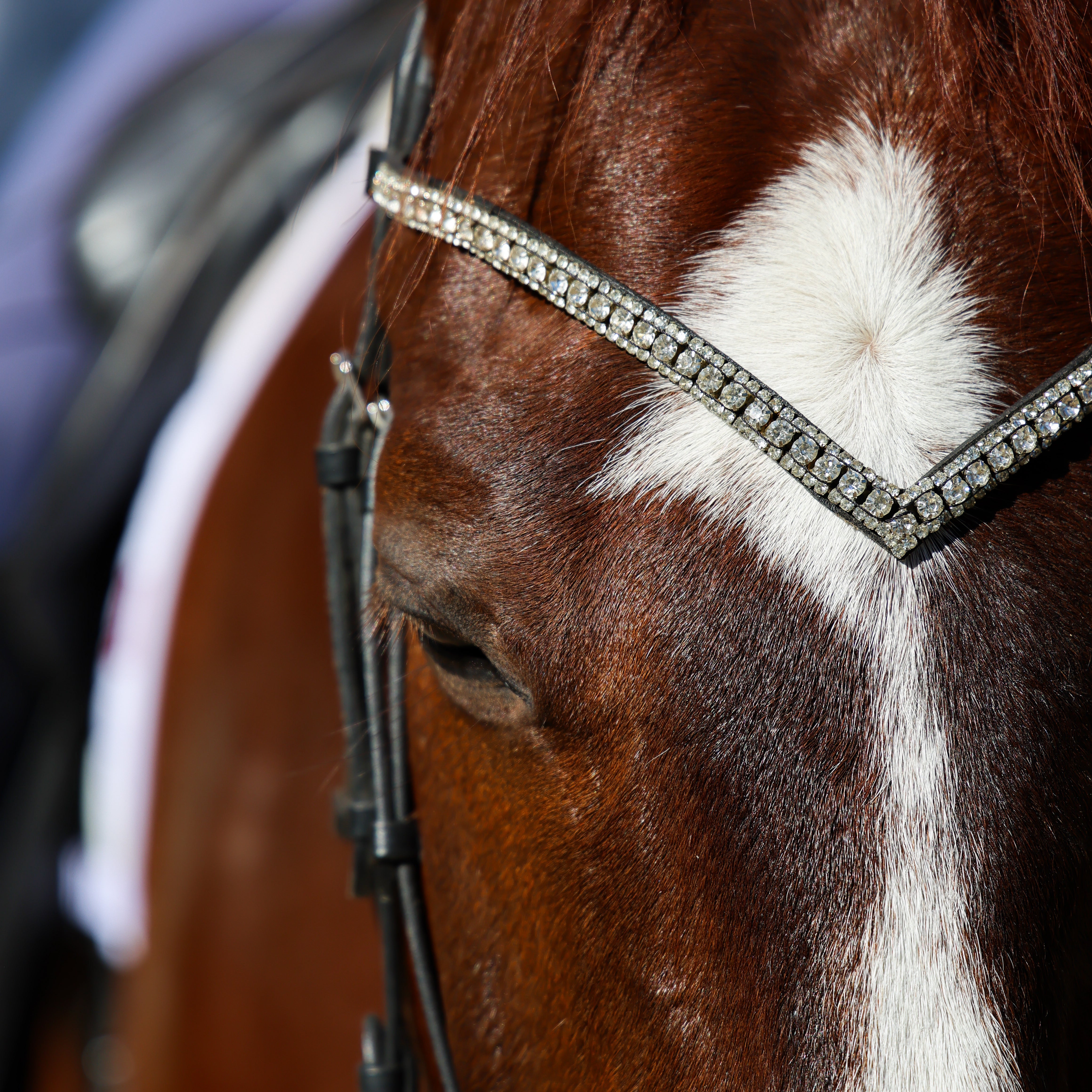 Dover Stores Are Closing! Are Horses Over?