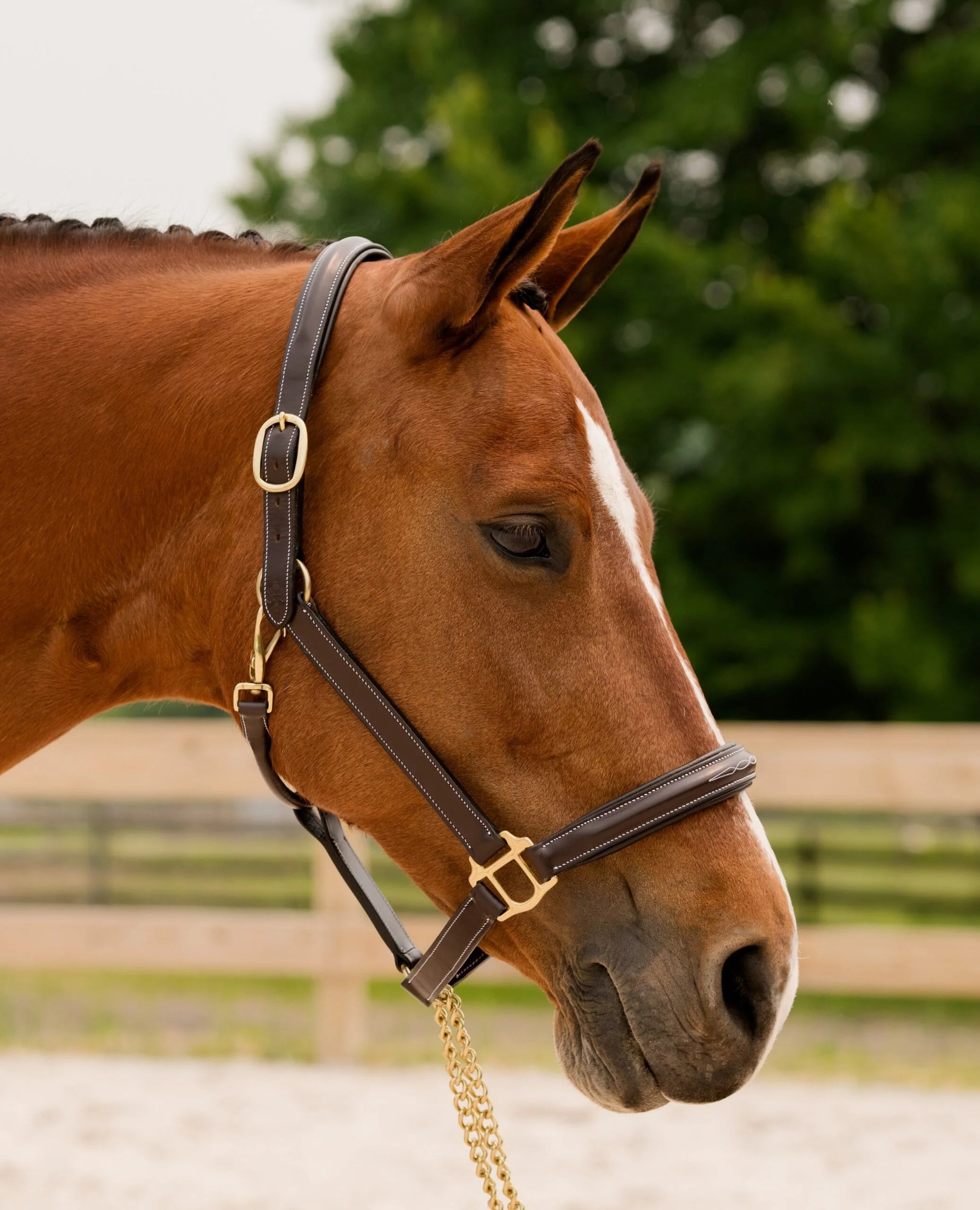 Black Oak Fern Fancy Raised Padded Halter