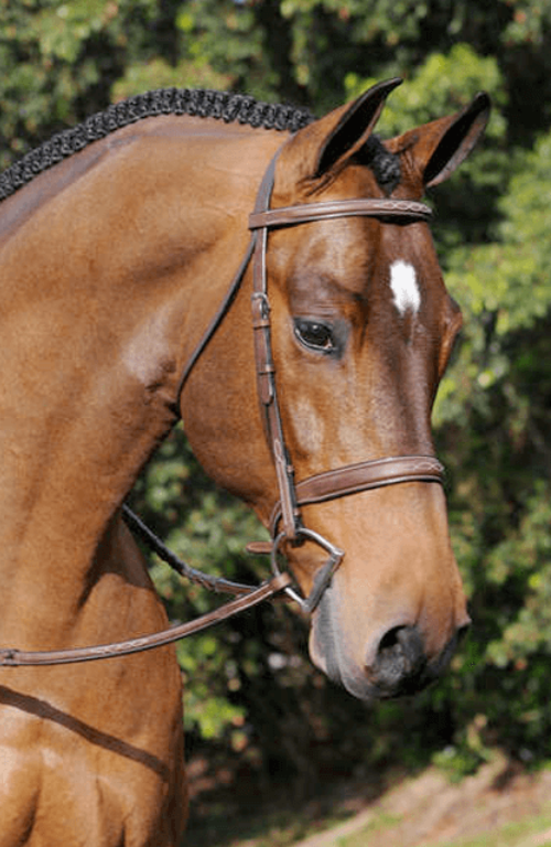 Arc De Triomphe Tribute Bridle with Raised Fancy Reins Regular Crown