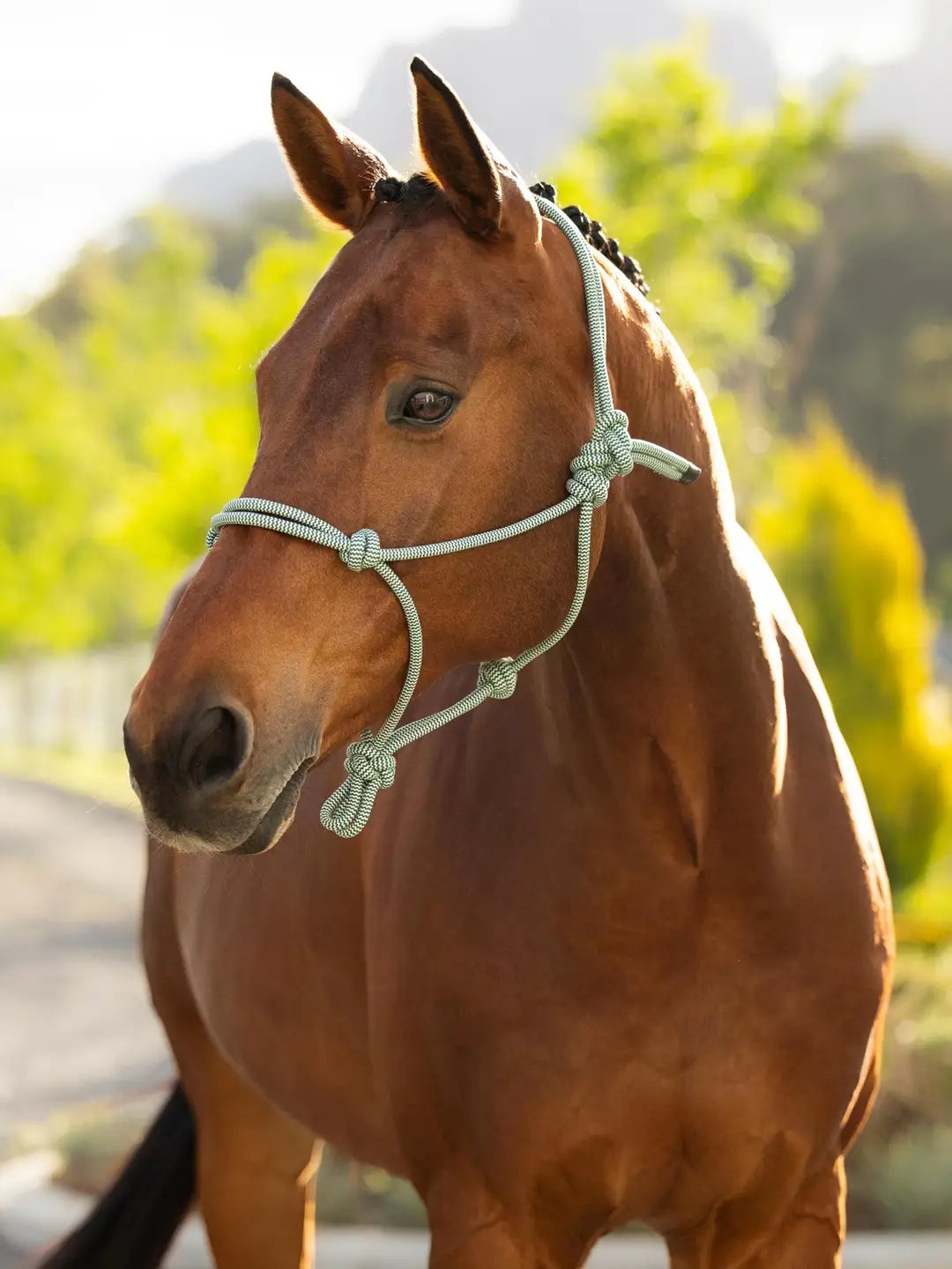 Lemieux Rope Halter - Macaron