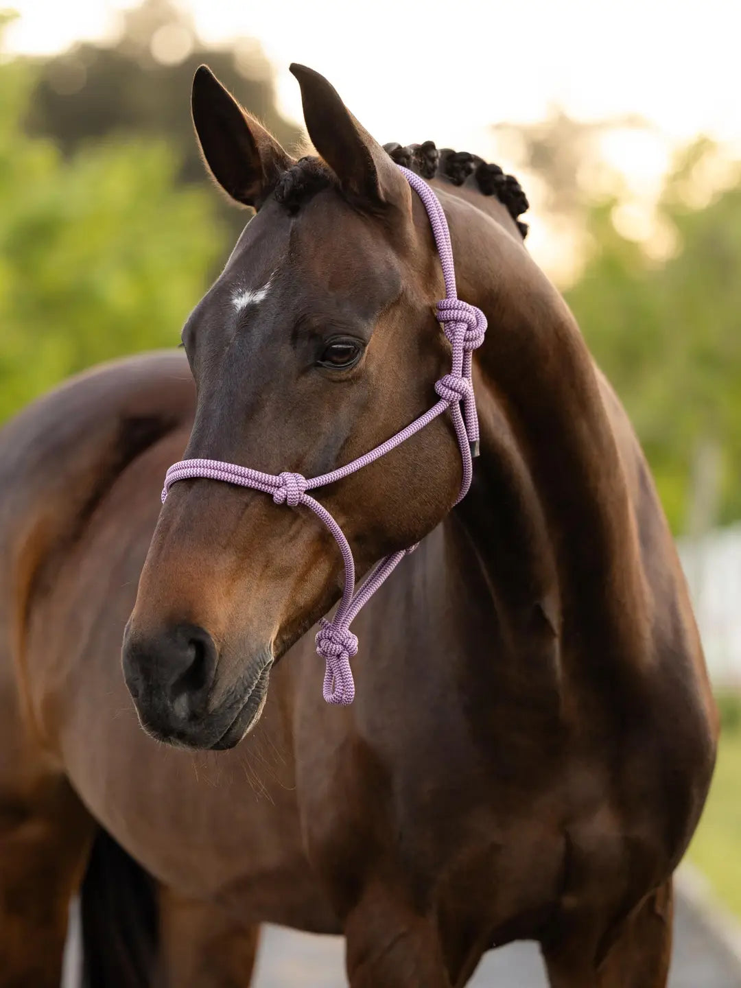 Lemieux Rope Halter - Fondant