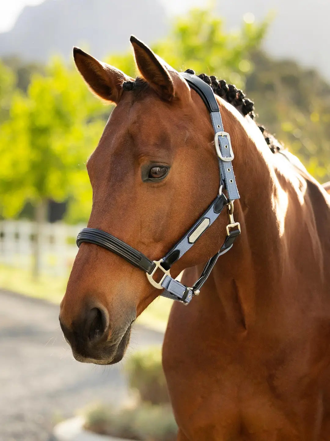 LeMieux Capella Halter