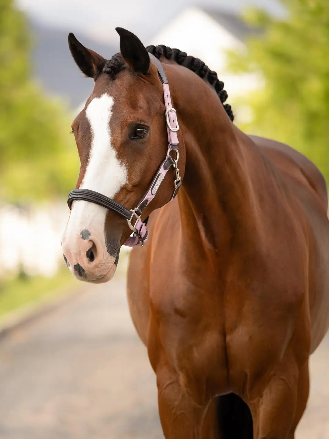 LeMieux Capella Halter