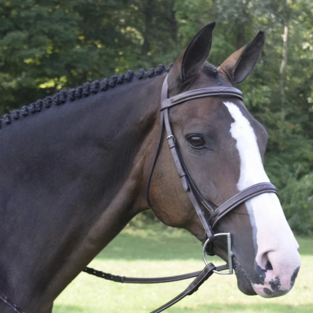 Black Oak Spruce Bridle
