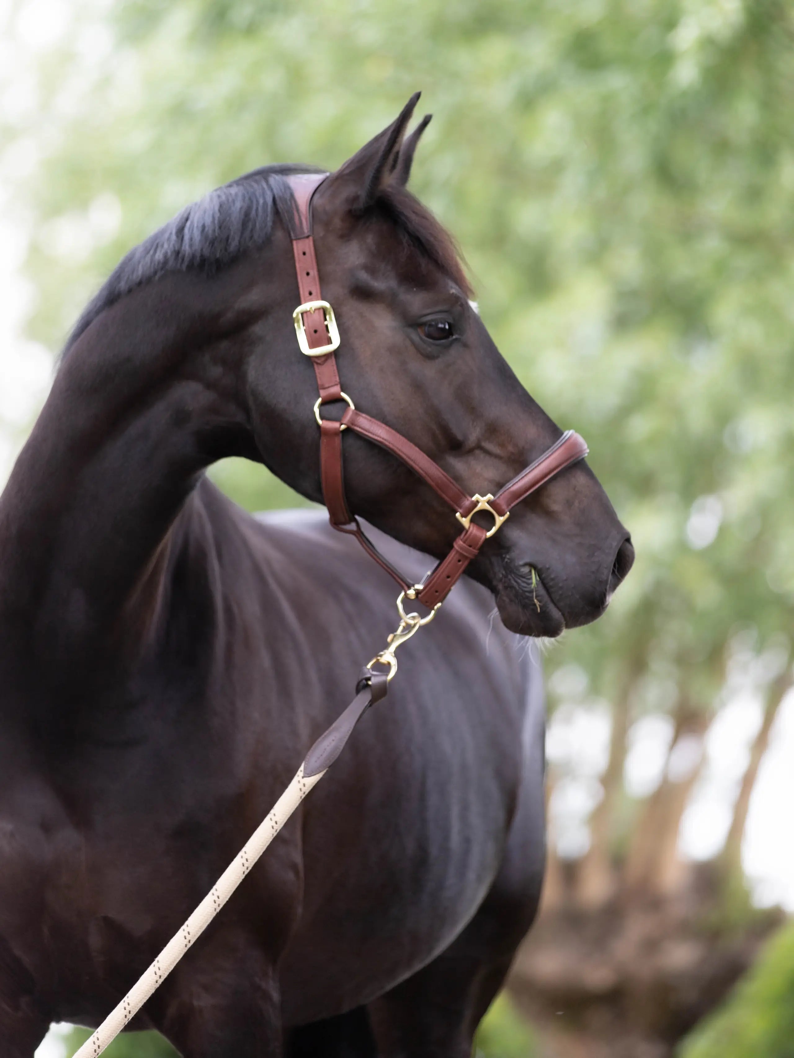 LeMieux Anatomic Headcollar