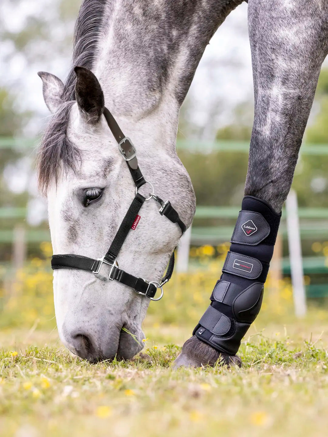 LeMieux Break Away Headcollar