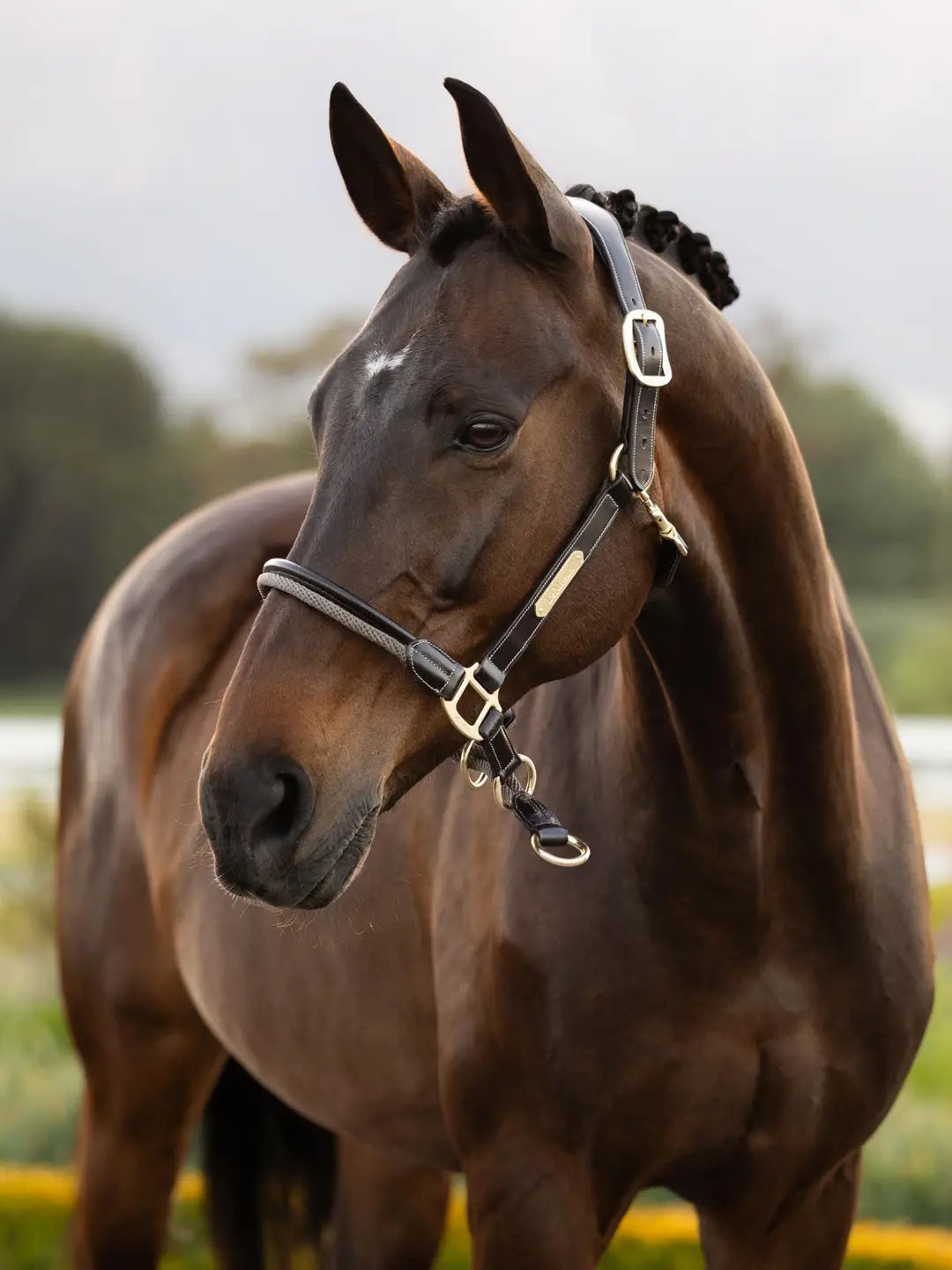 LeMieux Rope Control Halter