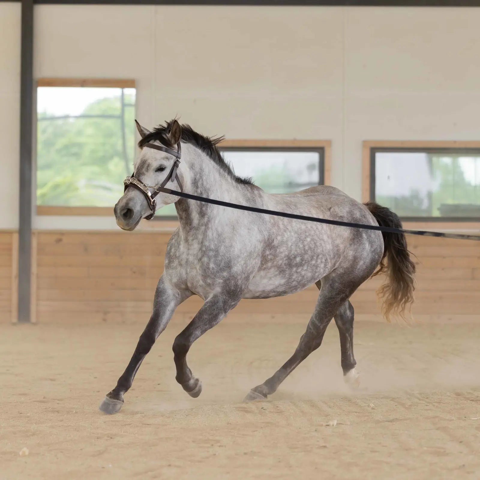 Equinavia Saga 25 Feet Lunge Line - Brown/Navy